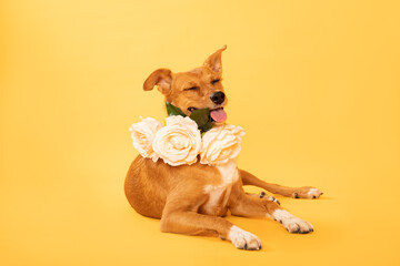 Dog with flowers 