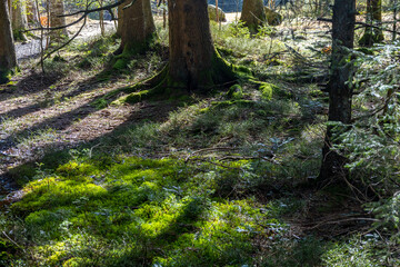 Moorwald um den Blindensee
