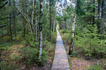 Moorwald um den Blindensee