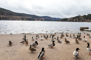 Enten am Titisee