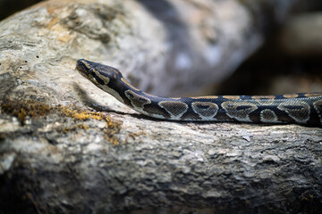 Ball Python snake (Python regius)