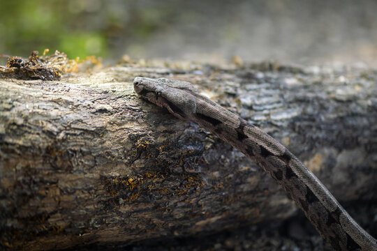Amaral's Boa snake (Boa constrictor amarali)