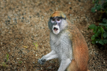 Naklejka na ściany i meble Patas Monkey (Erythrocebus patas) - Old World monkey