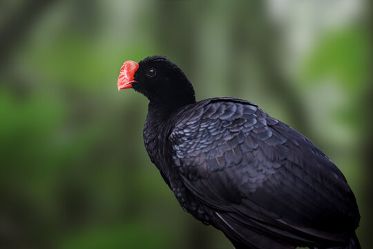 Razor-billed Curassow bird  (Pauxi tuberosa)