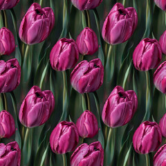 Obraz premium red and white tulips