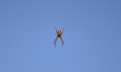 The crusader spider (Araneus diadematus Clerck) is a species of spider from the family of crusader...