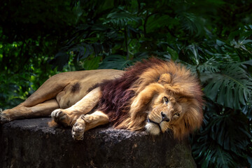 Southwest African Lion (Panthera leo bleyenberghi) - Angola Lion lying down