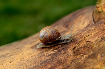 snail on a dry log