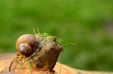 snail on a dry log