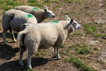 Obraz premium Texel - Netherlands