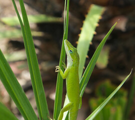 Green gecko on palm plant