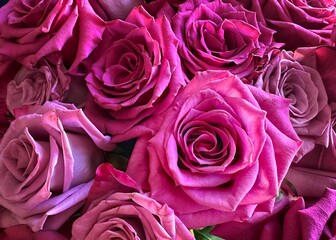 Background ready image of rose flowers in shades of pink