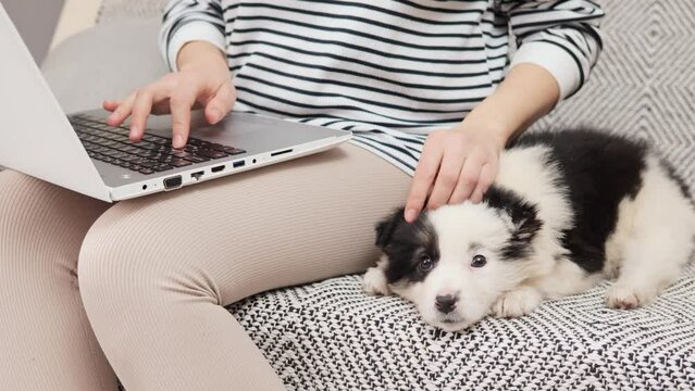 Anonymous woman freelancer wearing striped shirt working on laptop typing on keyboard of computer petting her fluffy white puppy with black spots while sitting on sofa at home