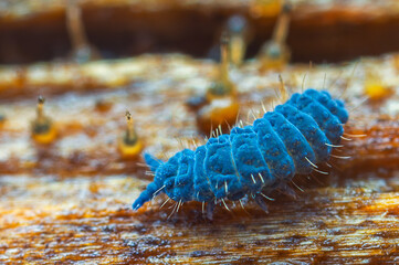 Moss Springtail - Neanura muscorum. Decomposer. 