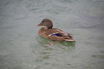 Eine weibliche Stockente mit braunem Gefieder schwimmt gemütlich auf einem See