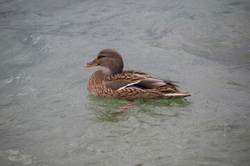 Eine weibliche Stockente mit braunem Gefieder schwimmt gemütlich auf einem See