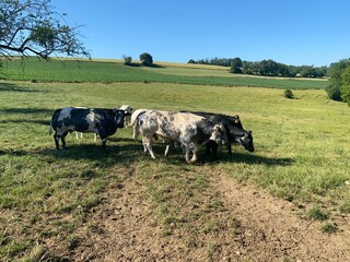 Belgian blue 