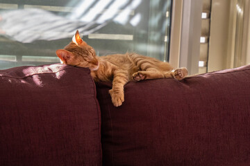 A Ginger Cat Sleeping on a Couch in the Sunlight