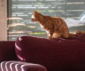 A Ginger Cat on a Couch in the Sunlight