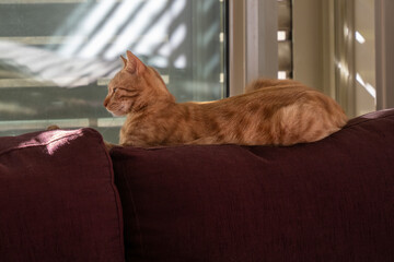 A Ginger Cat on a Couch in the Sunlight