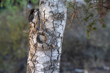 A Tree Bark Close Up