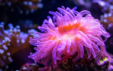A close-up photograph of a pink sea anemone thriving in an aquarium environment, showcasing its vibrant colors and delicate tentacles gently swaying in the water