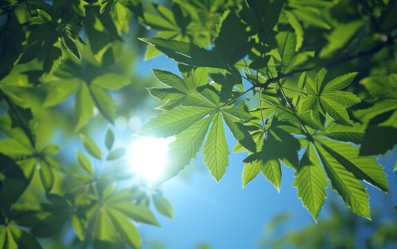 This photo captures the sun shining through the lush green leaves of a tree, creating a pattern of light and shadows on the ground below. The leaves are various shades of green, and the suns rays illu