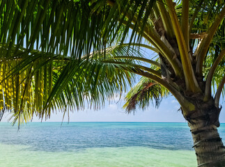 Palm trees on the beautiful beaches of the Indian Ocean in the Maldives.