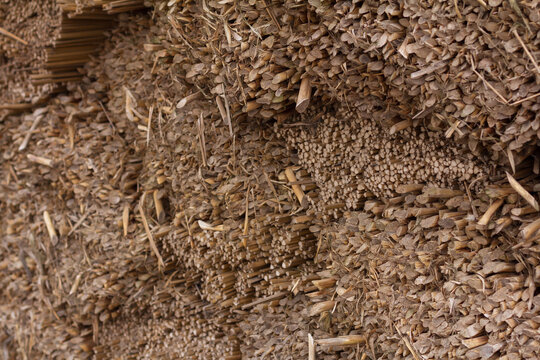 Blocks of dry cattail plant 