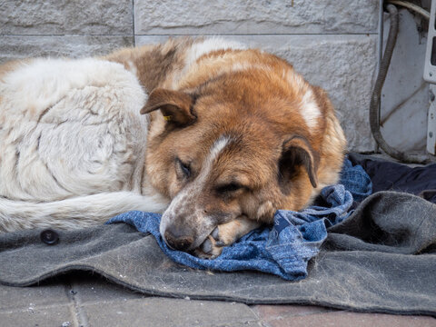 A homeless dog lies on rags. Old shaggy dog. Sad animal without a home. Loneliness concept. On the street
