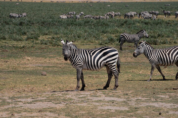 アンボセリ国立公園のシマウマ
