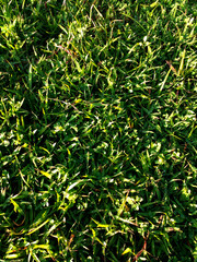 background of leaves