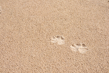 Fototapeta na wymiar Footprints of a small dog in brown sand