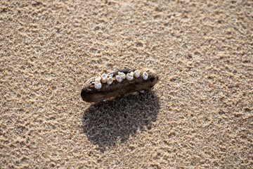 
A washed-up piece of wood on the sand is overgrown with small shells