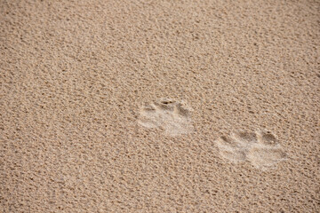 Fototapeta na wymiar Brown sand with little dog footprints in it
