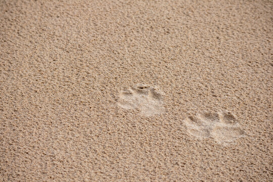 
Brown sand with little dog footprints in it