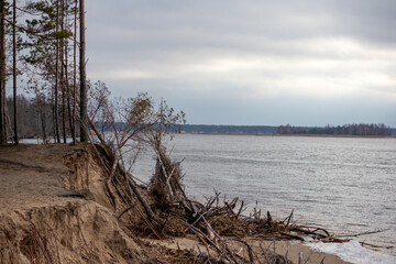 
a washed-out sand dune shore with fallen trees in the water on a gray day