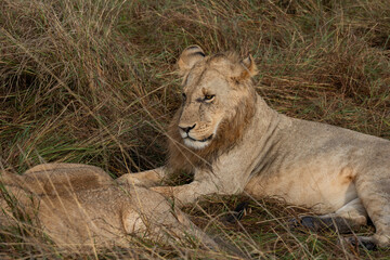 Naklejka premium 家族を見つめるライオン