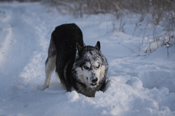 Angry husky dog ​​in the snow in winter.