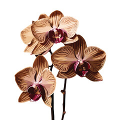 brown color orchid isolated on white background