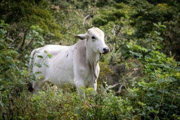 A Nellore steer grazing. Ox. Animal world. Nature