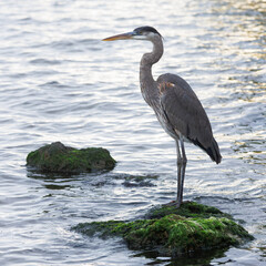 Great Blue Heron standing  on an algae covered rock - Indian River, Florida