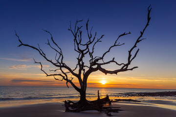 Ancient oak tree at sunrise - Driftwod Beach, Jekyll Island, Georgia
