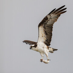 Osprey  carrying a freshly caught mullet in its talons - Sebastian River, Florida