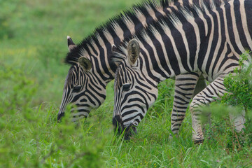 Fototapeta premium Two zebras grazing