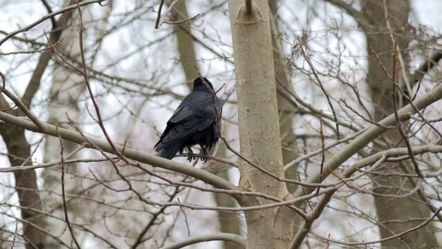 Black raven sitting on a tree in winter