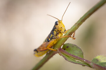 close up of a large banded grasshopper (acyptera fusca), French alps