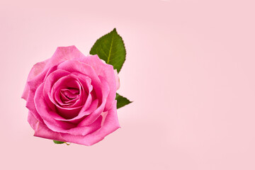 Beautiful pink rose on pink background.