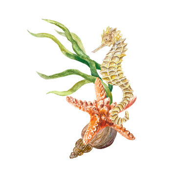 Seahorse, starfish, algae watercolor. Sea life vector illustration. Design element for postcards, travel banners, flyers, labels, invitations, covers.
