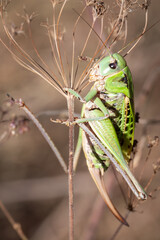 Close-up of a wart-biter (Decticus verrucivorous), France